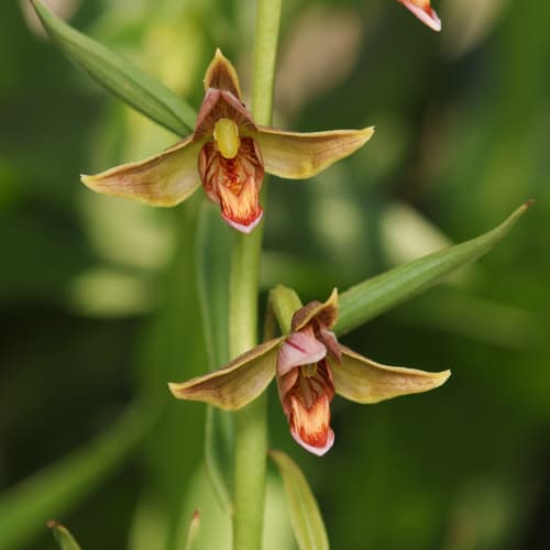 Stream Orchid