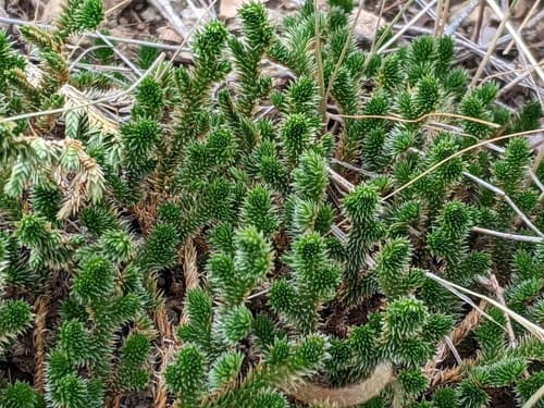 Arizona Spikemoss