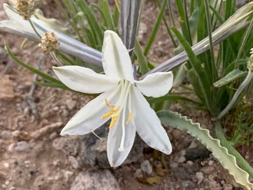 Desert Lily