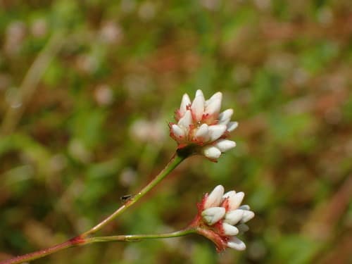 Arrow-leaved Teartumb