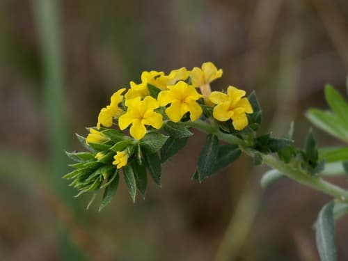 Pineland Heliotrope