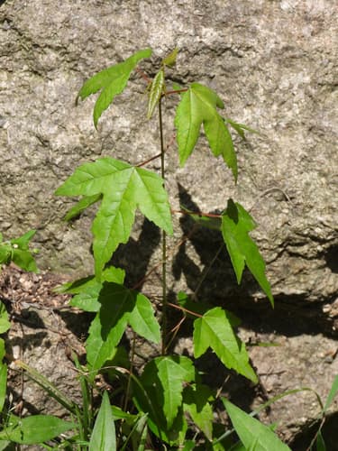 Trident maple