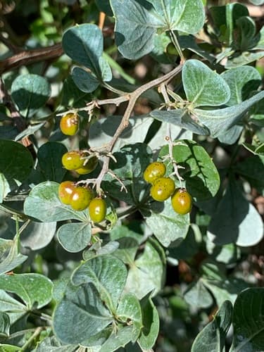 Blue Kunibush