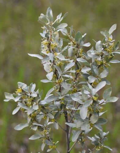 Silverberry