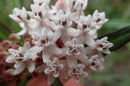 Aquatic Milkweed