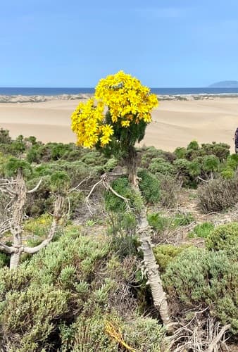Giant Coreopsis