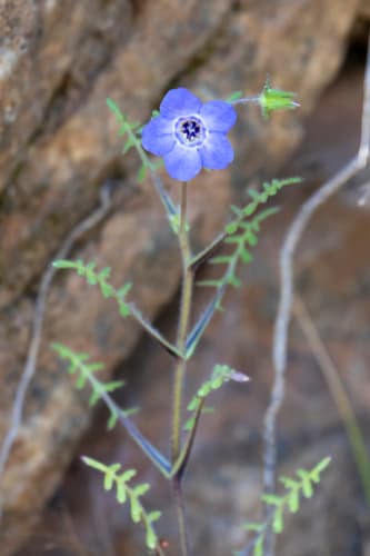 Fiesta Flower