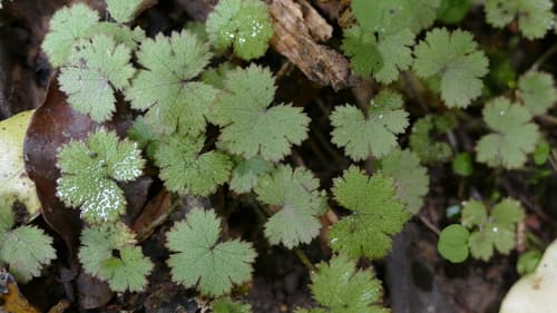 Hairy Pennywort