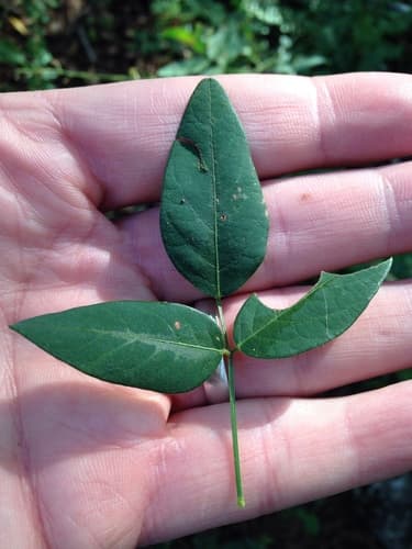 Tall Tick-Trefoil Bonsai