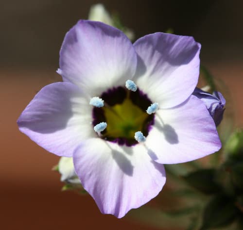 Bird's-eye Gilia Flower (Not a Bonsai)