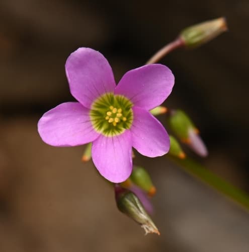 Garden pink-sorrel