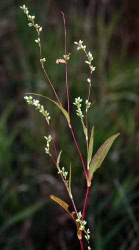 Dotted Smartweed