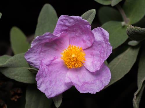 Grey-leaved Cistus