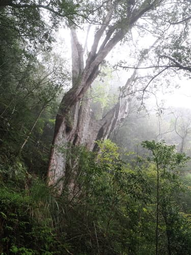 Formosan Cypress