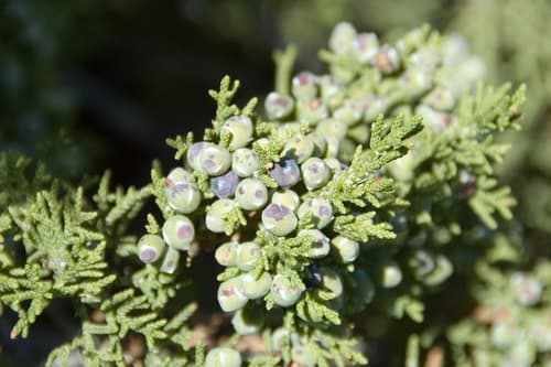One-seed Juniper Bonsai