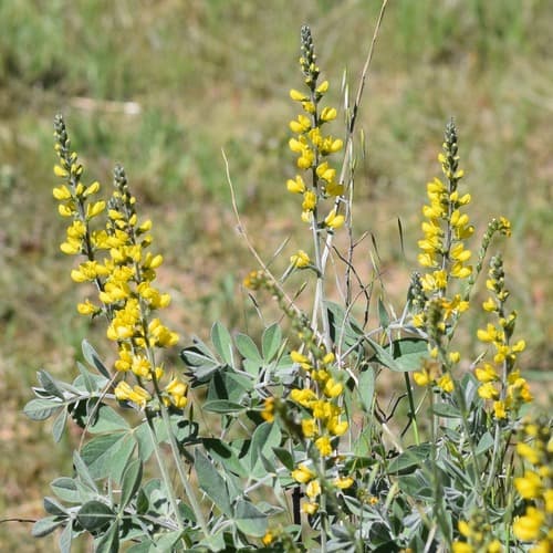 California goldenbanner