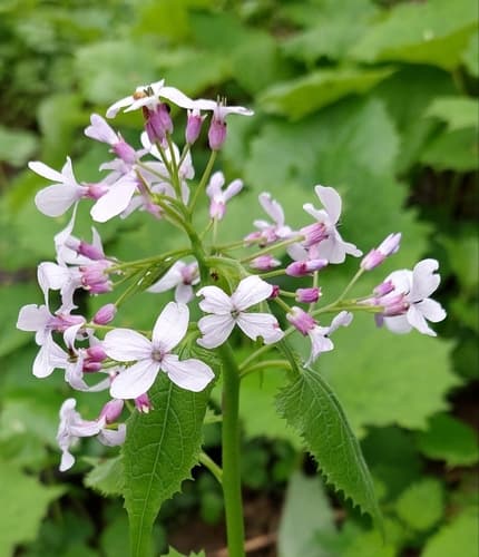 Perennial Honesty