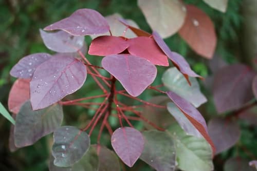 Mexican shrubby spurge
