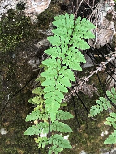 Alabama Lipfern Rock Planting