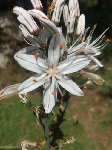 Asphodelus cerasiferus