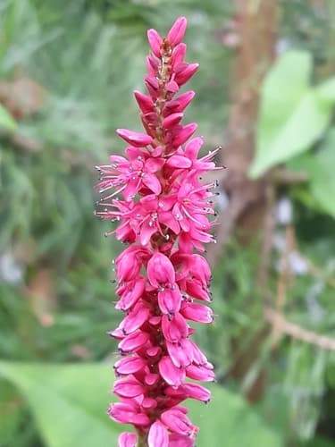 red bistort