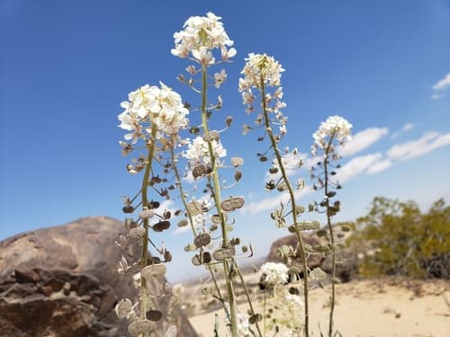 Touristplant