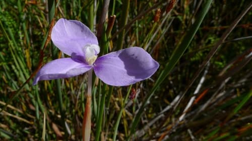 Short Purple-flag