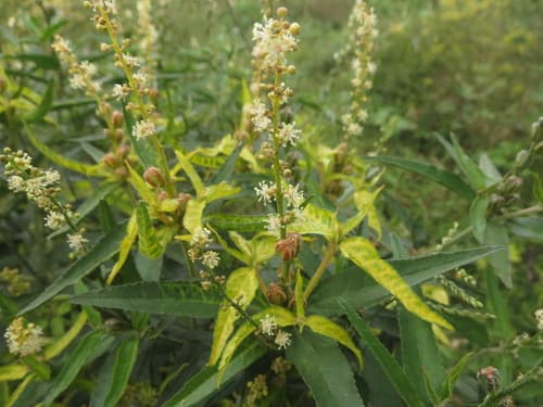 Bonpland's Croton