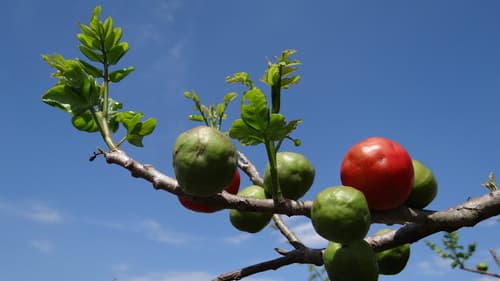 Red Mombin Bonsai