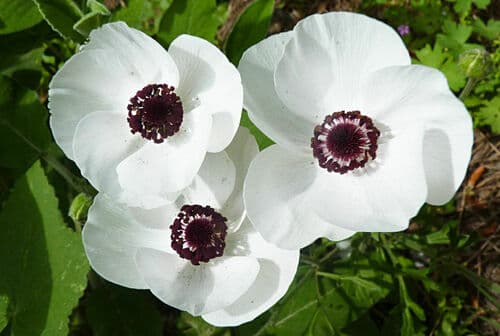 Persian Buttercup