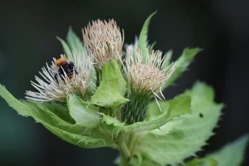 Cabbage Thistle