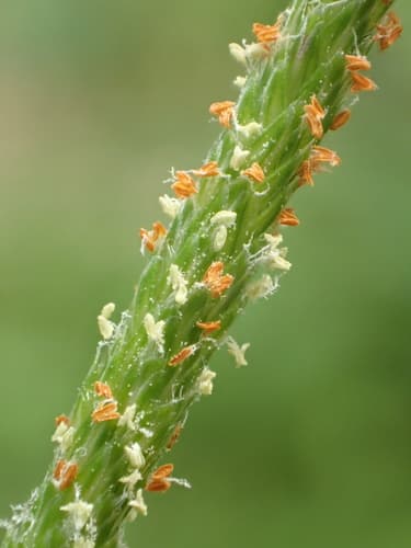 Short-awn Foxtail