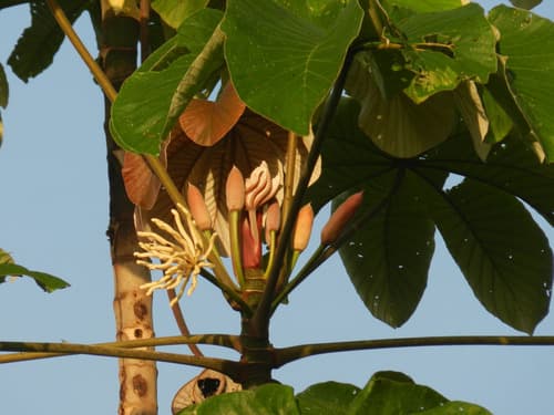Trumpet Tree