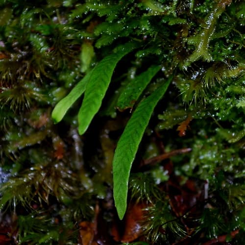 Common Strap Fern