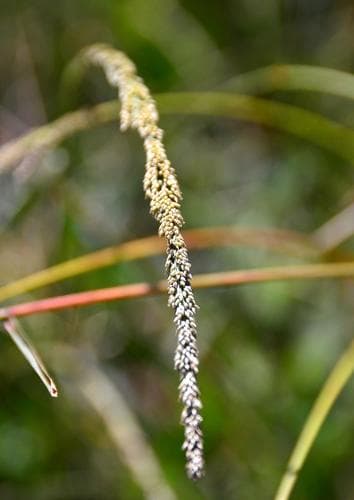 Parramatta Grass