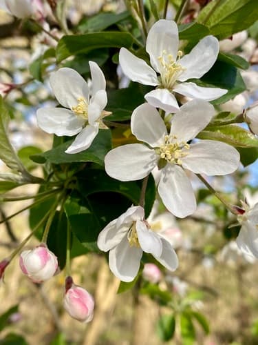 Toringo Crabapple