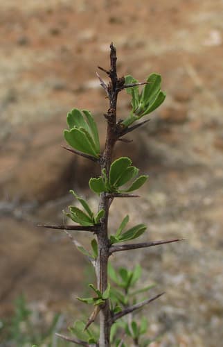 Common Spikethorn