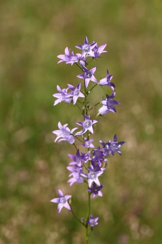 Rampion