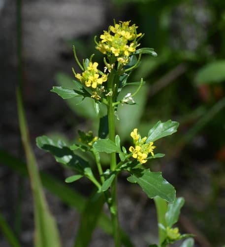 American yellowrocket