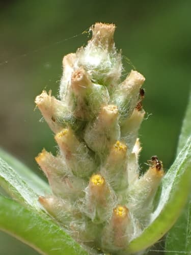 Purple Cudweed
