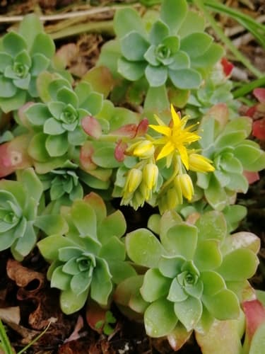 Palmer's Sedum