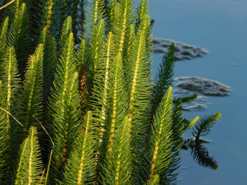 Common Mare's Tail