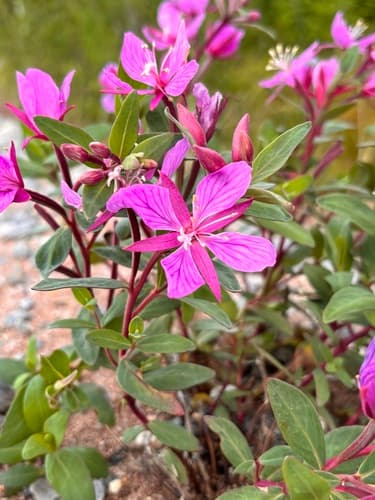 Dwarf Fireweed