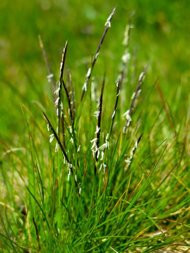 Matgrass