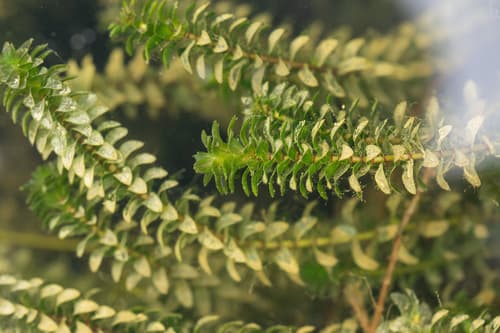 Canadian Waterweed