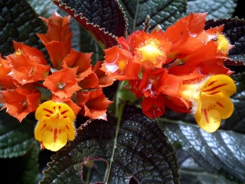 Sunset Bells Bonsai