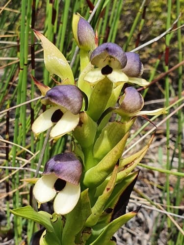 Golden Disa