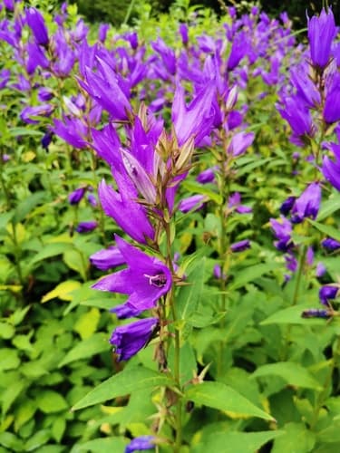 Giant Bellflower