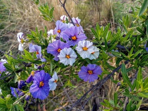 Lycium-like Solanum