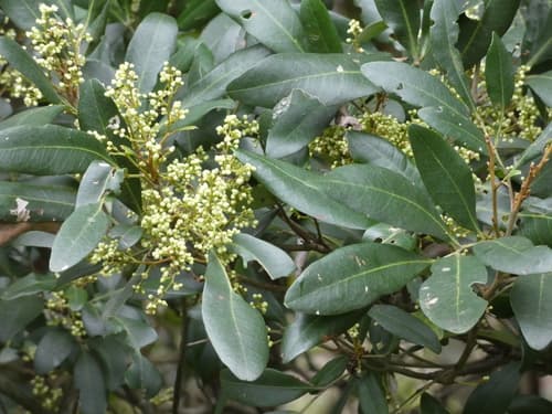 Guioa